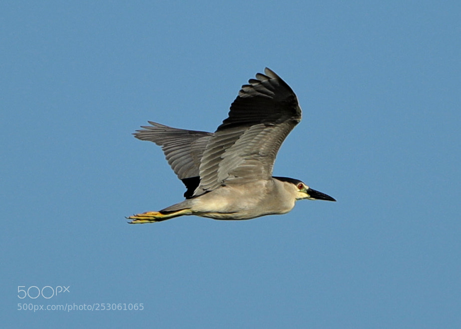 Canon EOS-1D X Mark II sample photo. 04-10-18-0011456.jpg photography