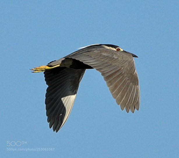 Canon EOS-1D X Mark II sample photo. 04-10-18-0011455.jpg photography