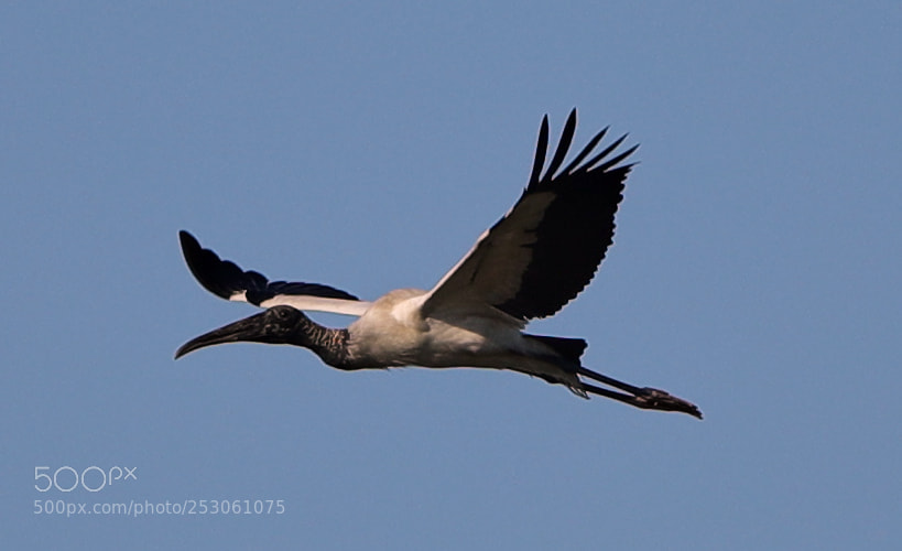 Canon EOS-1D X Mark II sample photo. 04-10-18-0011450.jpg photography