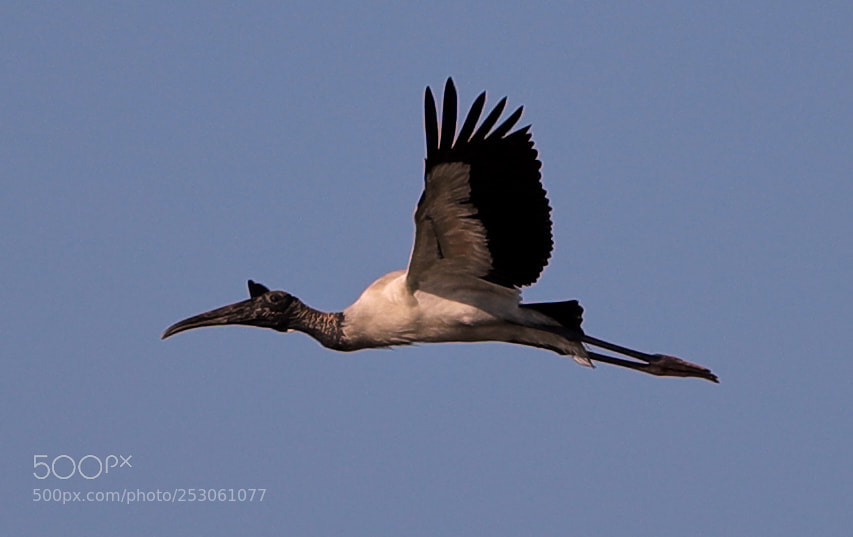 Canon EOS-1D X Mark II sample photo. 04-10-18-0011449.jpg photography