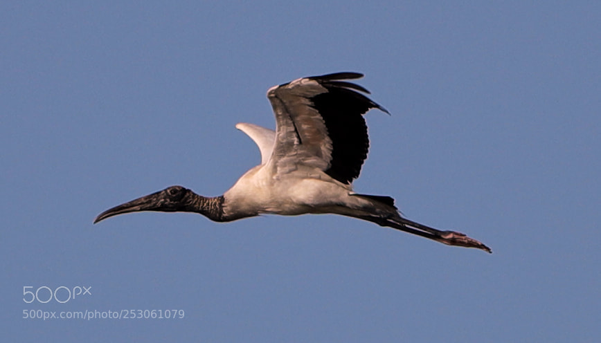 Canon EOS-1D X Mark II sample photo. 04-10-18-0011448.jpg photography