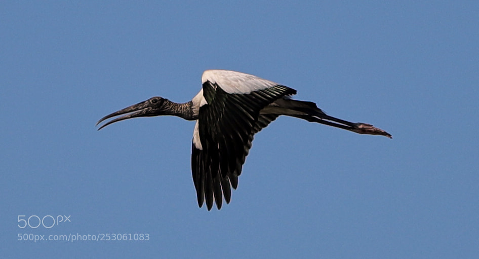 Canon EOS-1D X Mark II sample photo. 04-10-18-0011446.jpg photography
