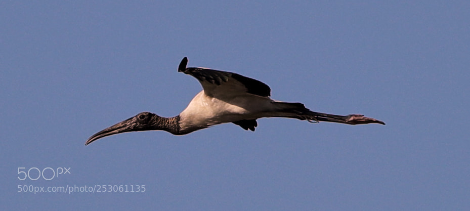 Canon EOS-1D X Mark II sample photo. 04-10-18-0011444.jpg photography
