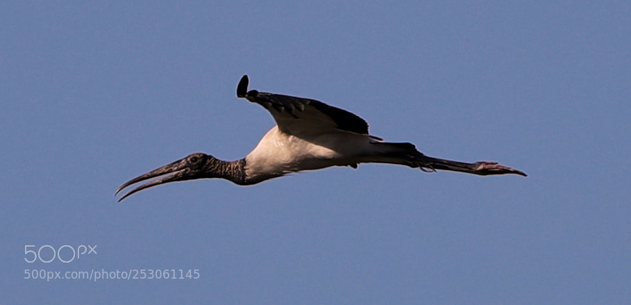 Canon EOS-1D X Mark II sample photo. 04-10-18-0011443.jpg photography