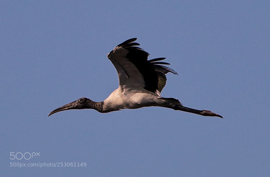 Canon EOS-1D X Mark II sample photo. 04-10-18-0011441.jpg photography