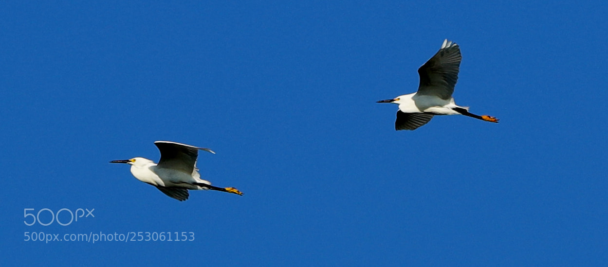 Canon EOS-1D X Mark II sample photo. 04-10-18-0011440.jpg photography