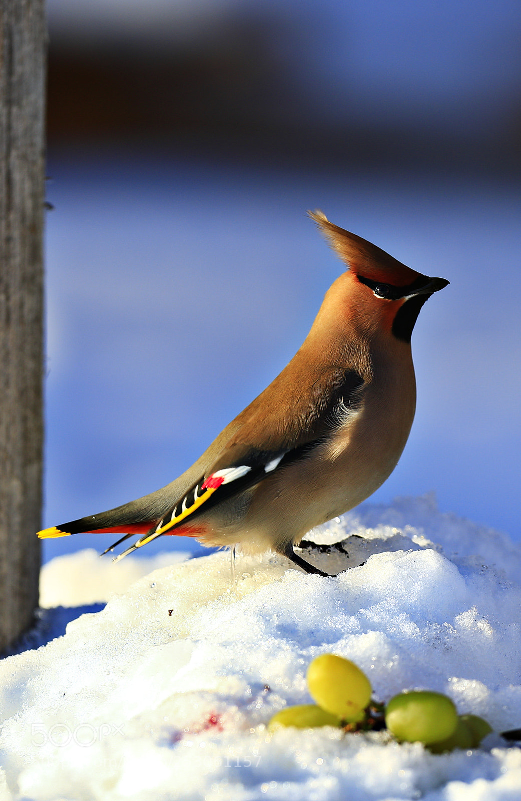 Canon EOS-1D X Mark II sample photo. Bohemian waxwing photography