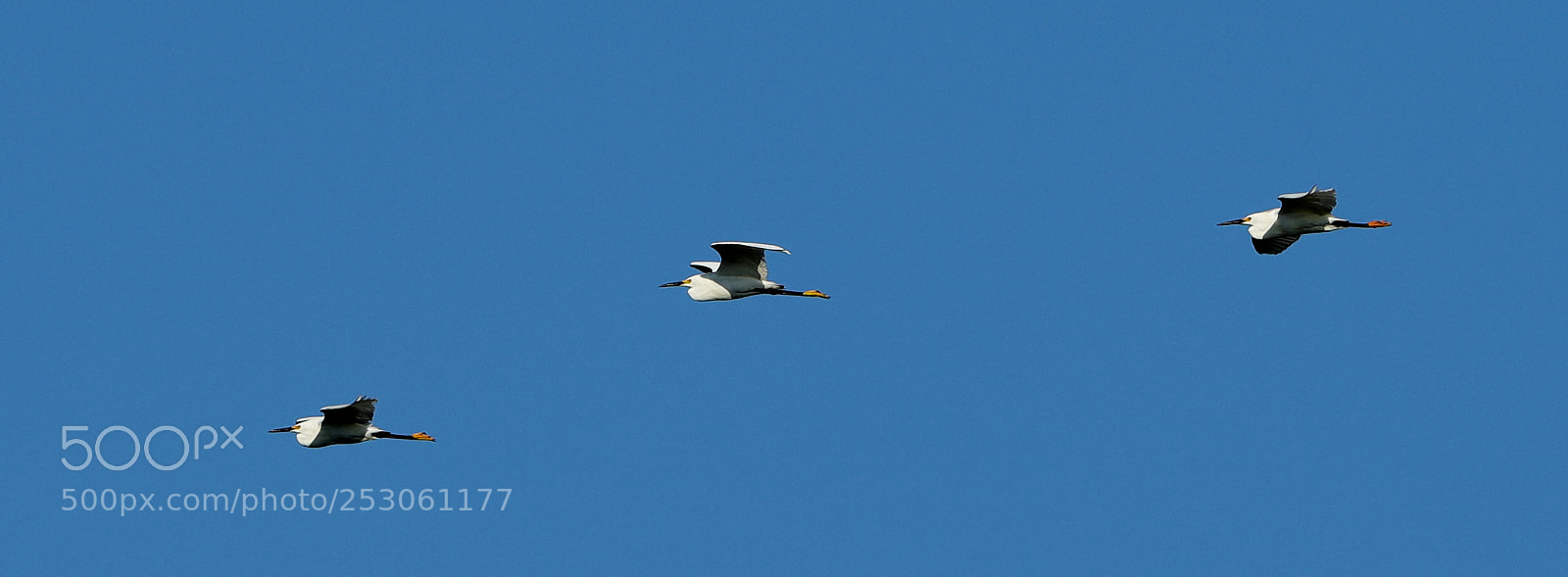 Canon EOS-1D X Mark II sample photo. 04-10-18-0011435.jpg photography