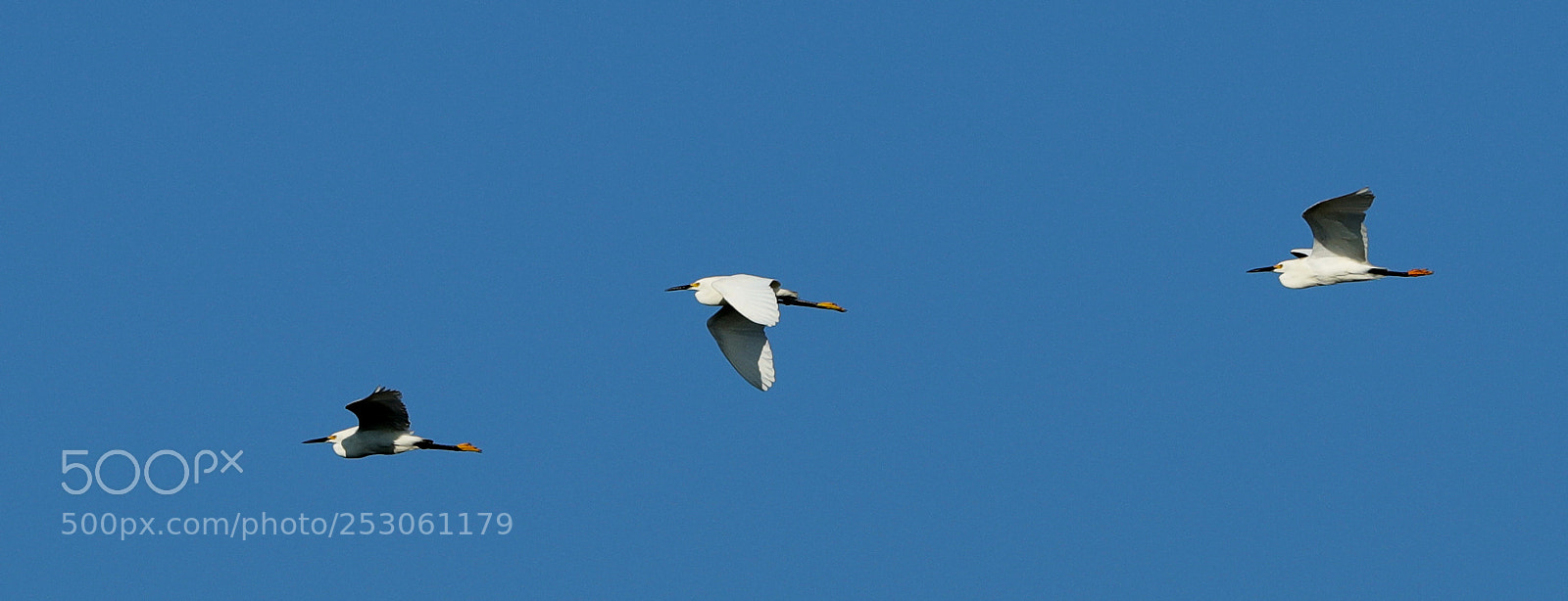 Canon EOS-1D X Mark II sample photo. 04-10-18-0011434.jpg photography