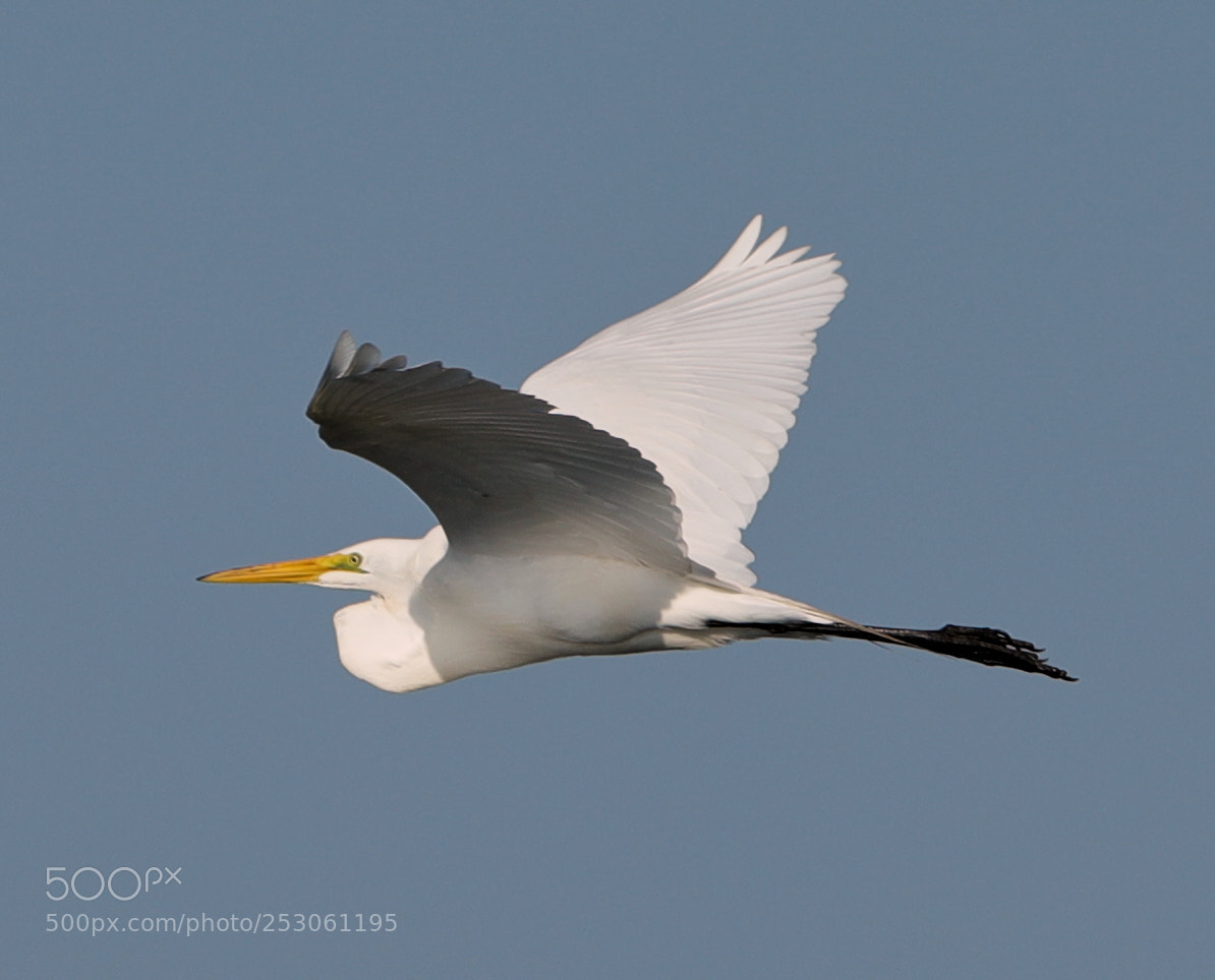 Canon EOS-1D X Mark II sample photo. 04-10-18-0011431.jpg photography