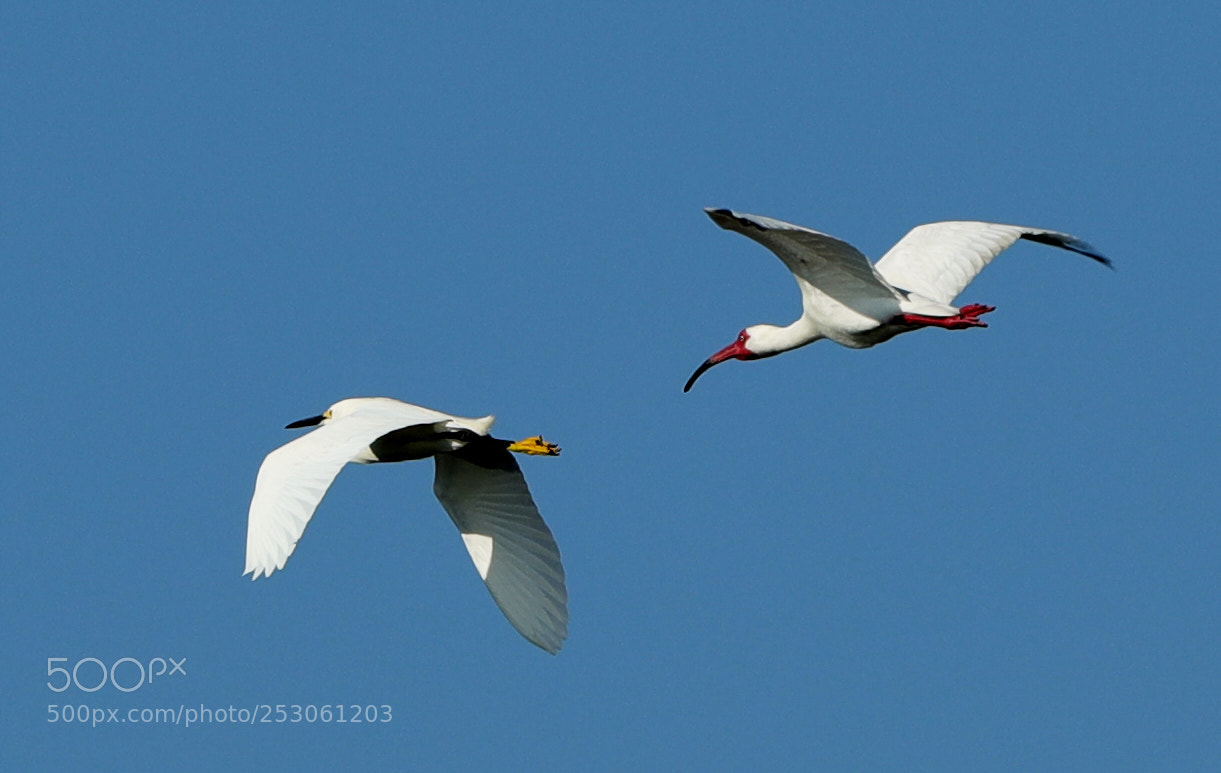 Canon EOS-1D X Mark II sample photo. 04-10-18-0011422.jpg photography