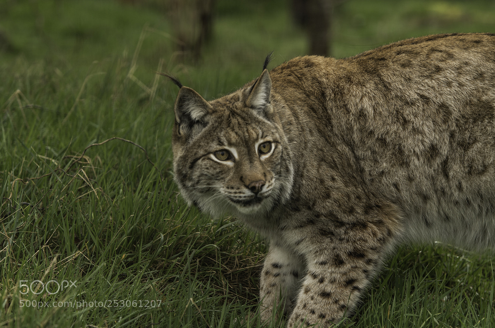 Nikon D5 sample photo. Eurasian lynx photography