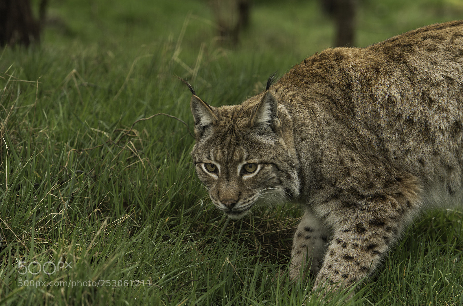 Nikon D5 sample photo. Eurasian lynx photography