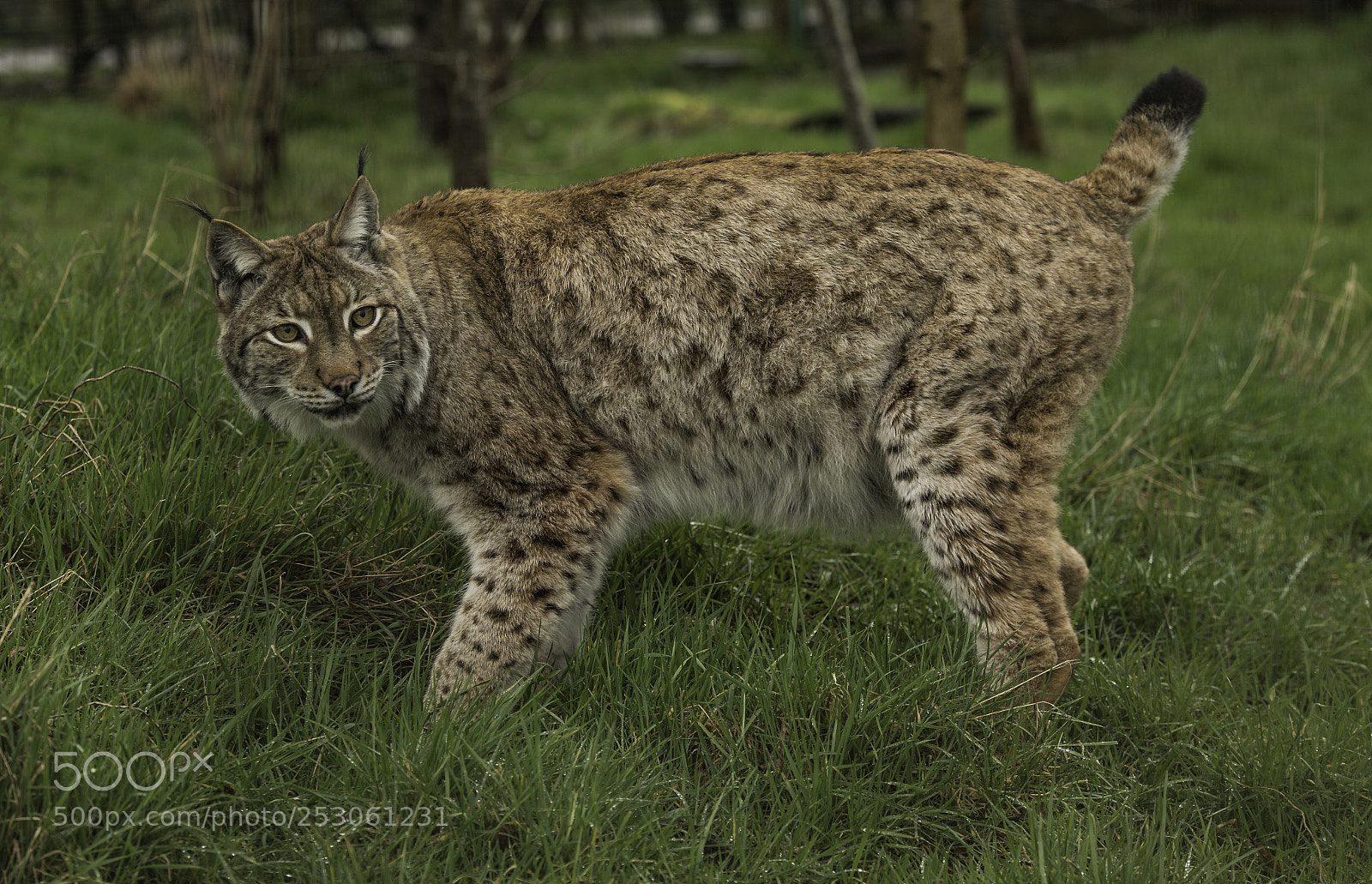 Nikon D5 sample photo. Eurasian lynx photography