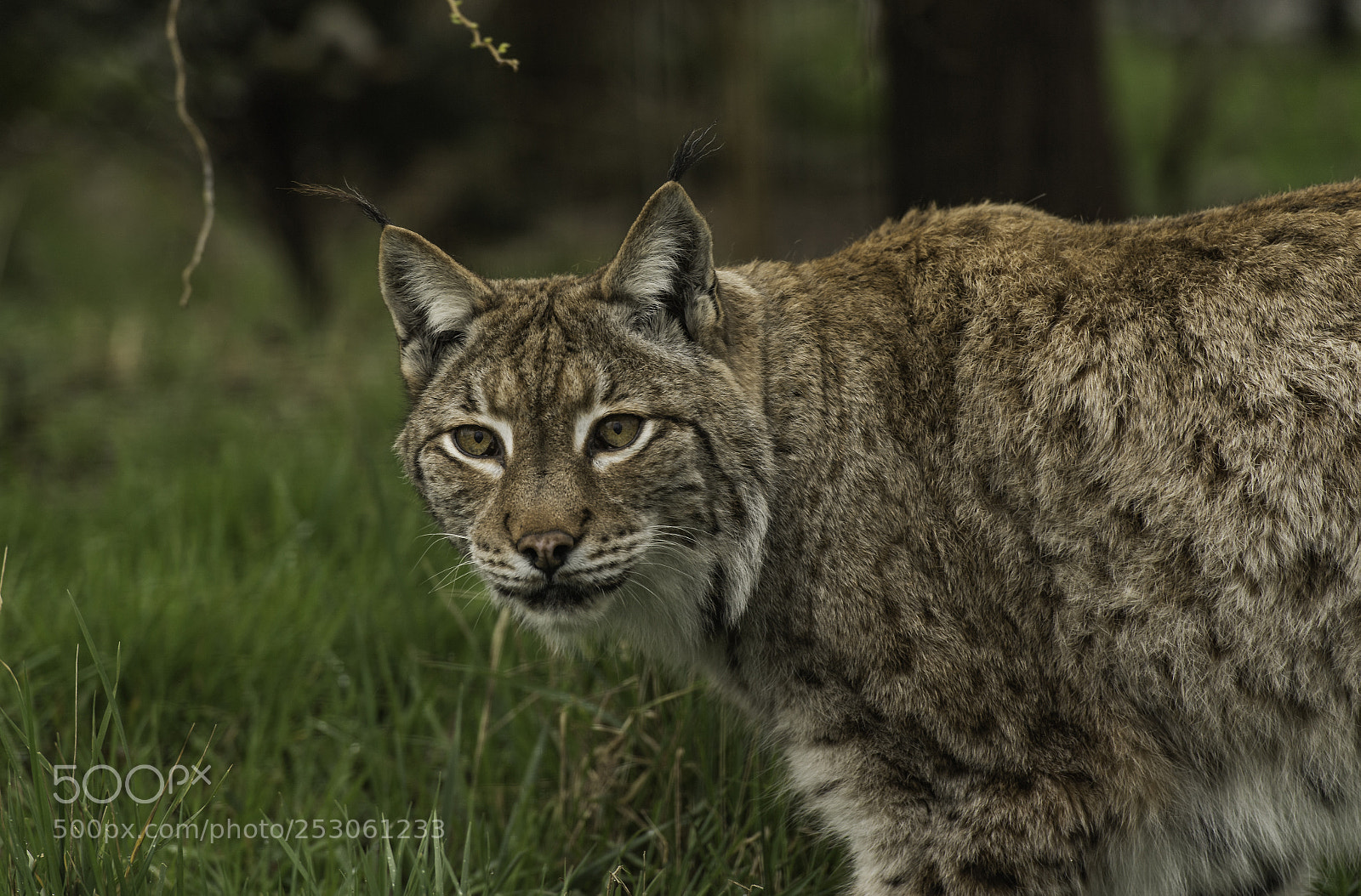 Nikon D5 sample photo. Eurasian lynx photography