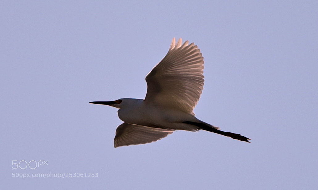 Canon EOS-1D X Mark II sample photo. 04-10-18-0011418.jpg photography