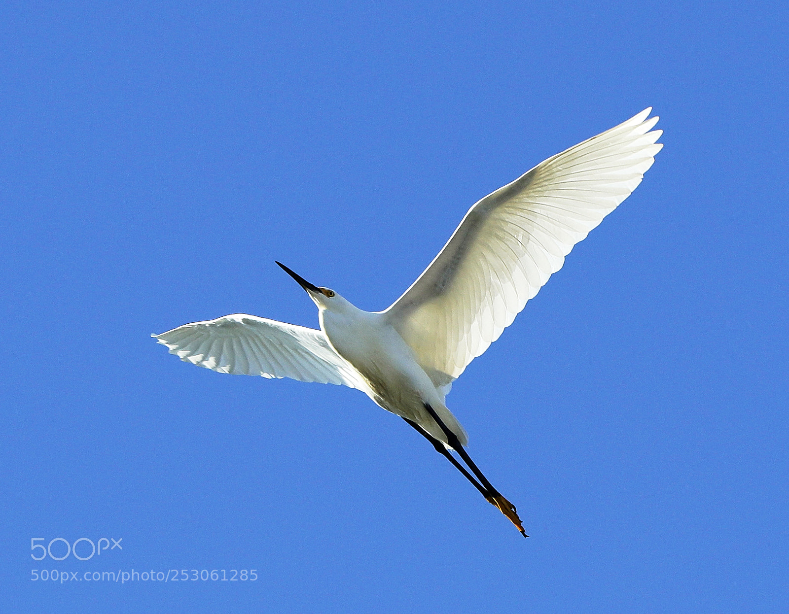 Canon EOS-1D X Mark II sample photo. 04-10-18-0011417.jpg photography