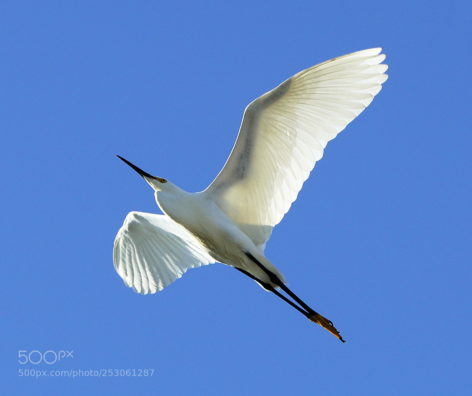 Canon EOS-1D X Mark II sample photo. 04-10-18-0011416.jpg photography