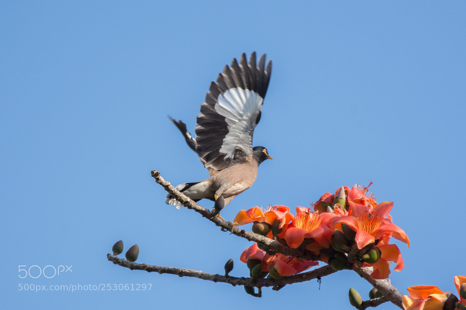 Nikon D7200 sample photo. Common myna  (dsc_4021) photography