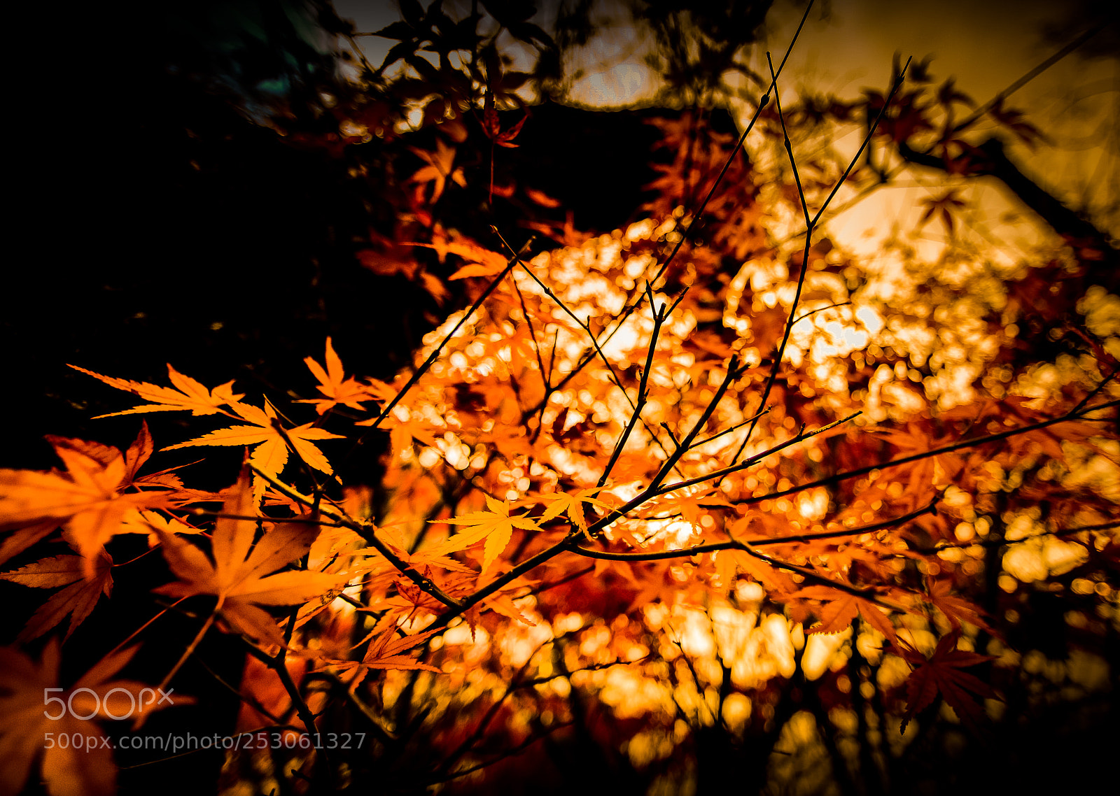 Canon EOS 5D Mark IV sample photo. Maple leaf, autumn, japan photography