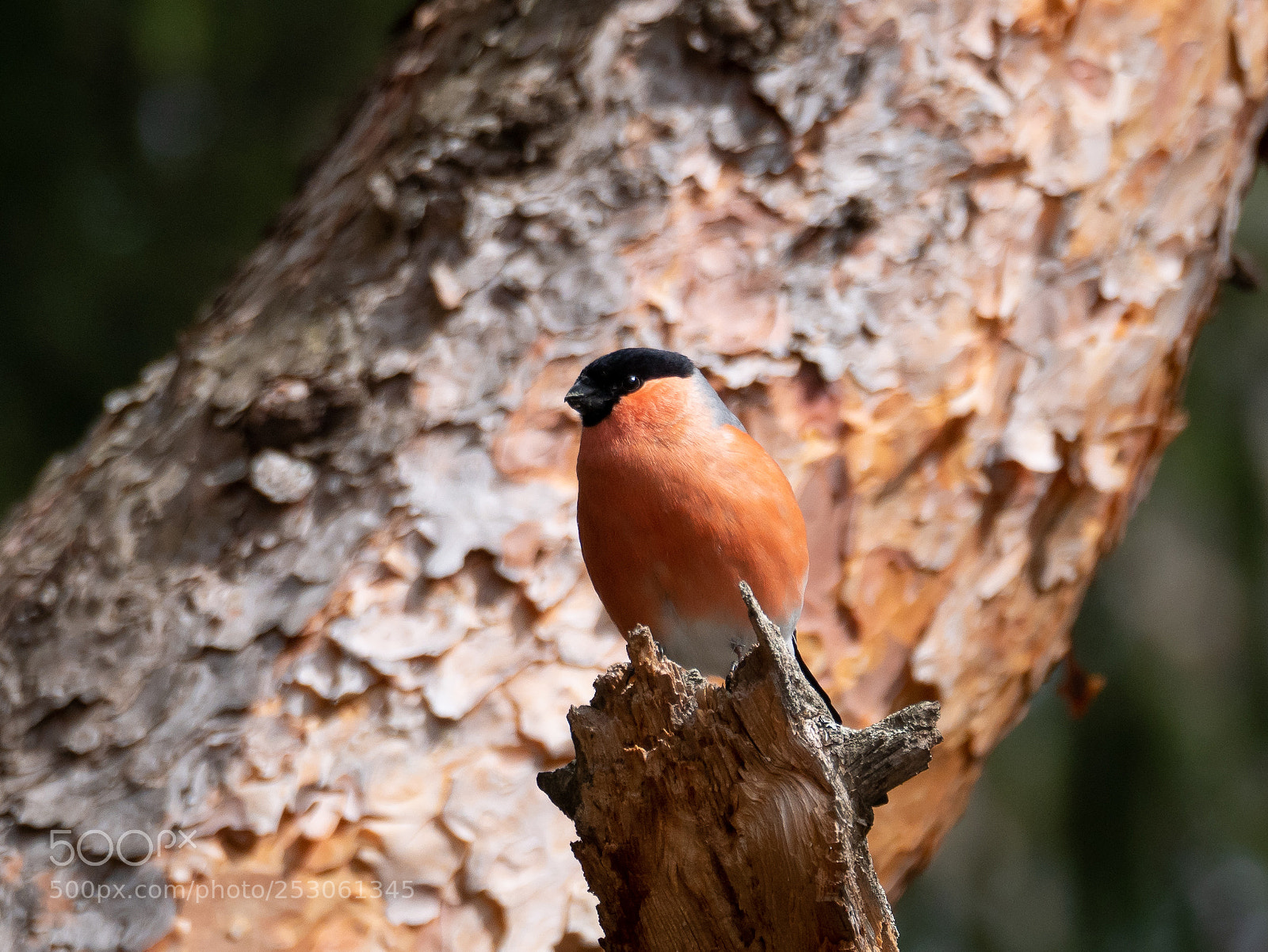 Panasonic Lumix DMC-GX85 (Lumix DMC-GX80 / Lumix DMC-GX7 Mark II) sample photo. Bird photography