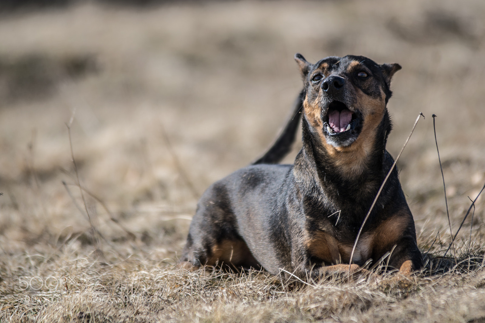 Nikon D3300 sample photo. My doggo friend :) photography