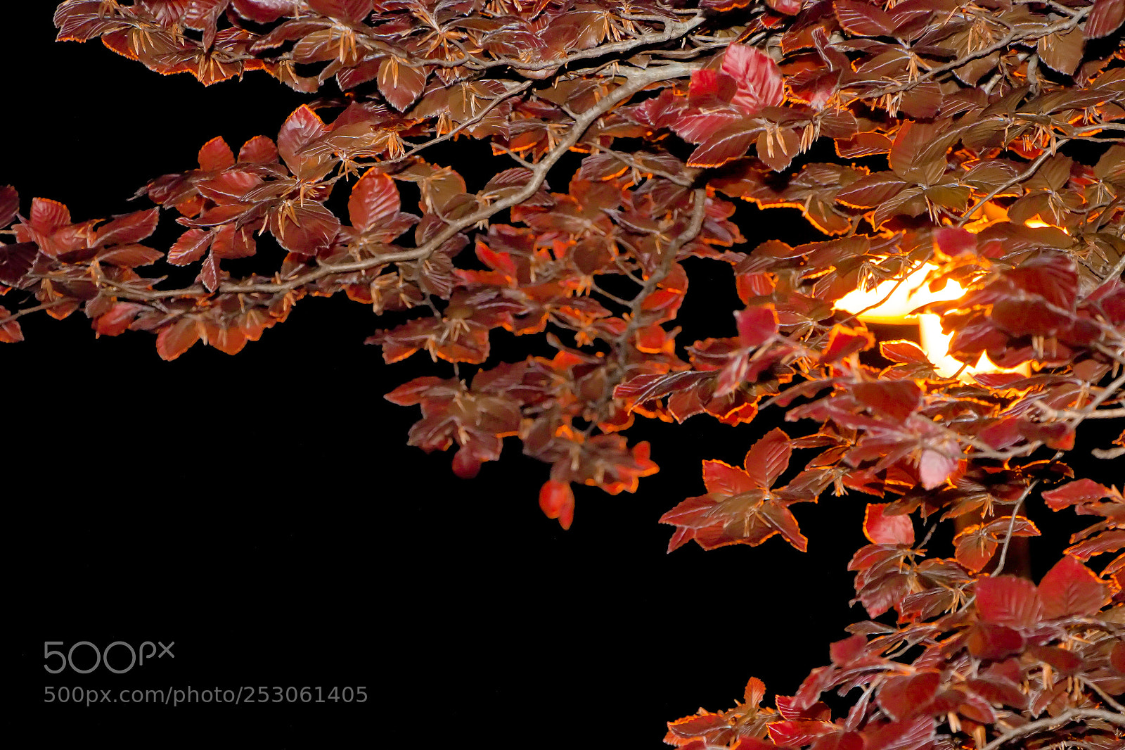 Canon EOS 70D sample photo. Folhagem photography