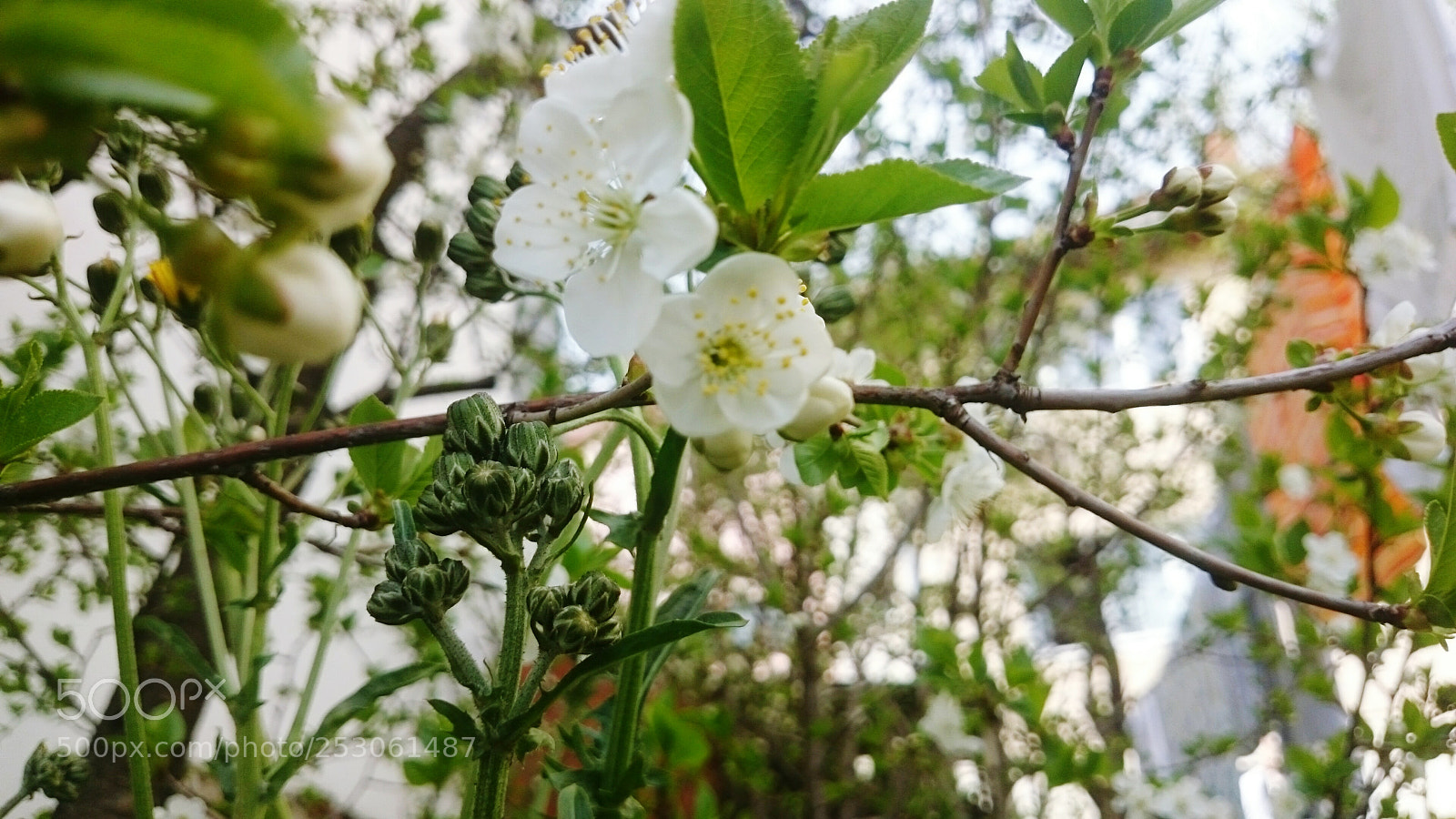 Sony Xperia Z2 sample photo. Spring flower photography
