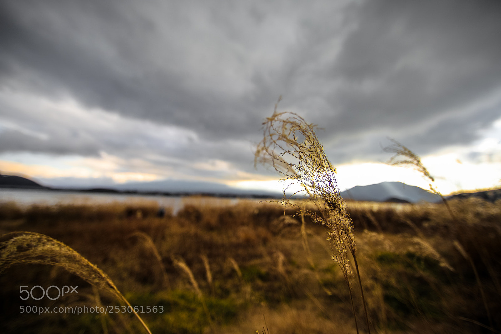 Canon EOS 5D Mark IV sample photo. Wild grass in autumn photography