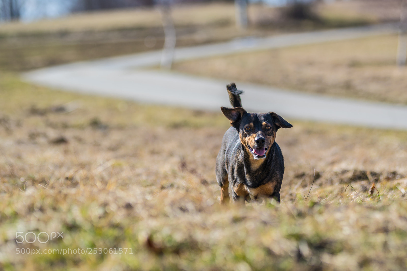 Nikon D3300 sample photo. Dexter photography