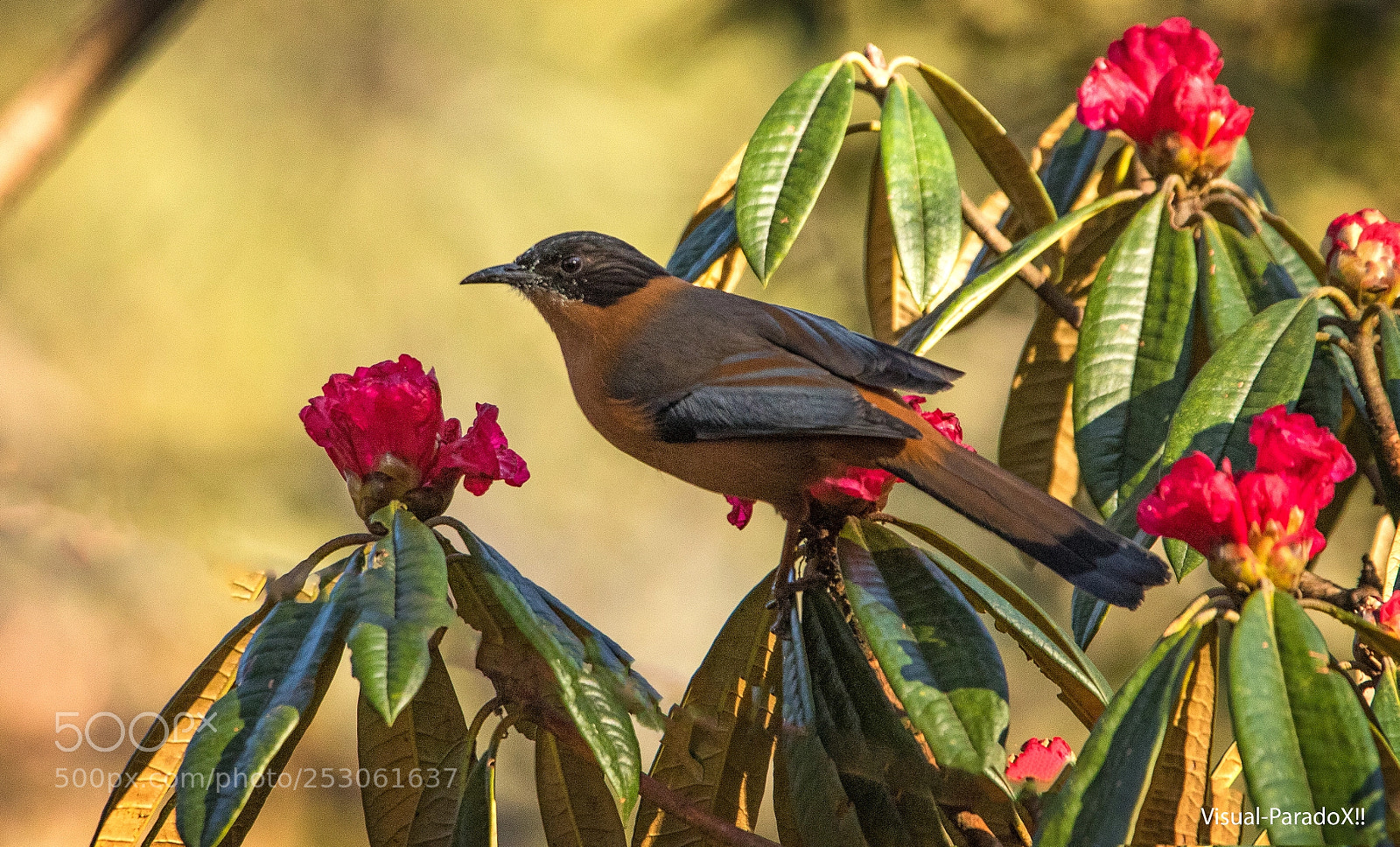 Canon EOS 7D Mark II sample photo. Rufous sibia photography