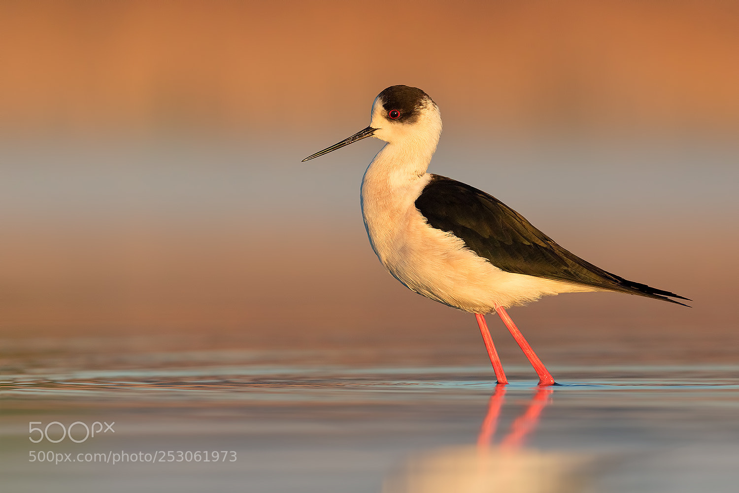Canon EOS 5D Mark IV sample photo. Black widget stilt photography