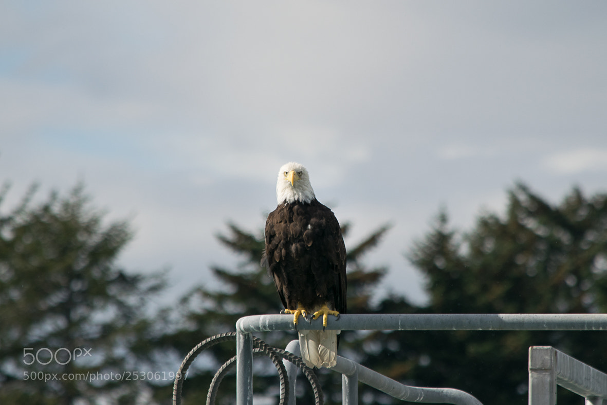 Nikon D3300 sample photo. Welcome to alaska photography