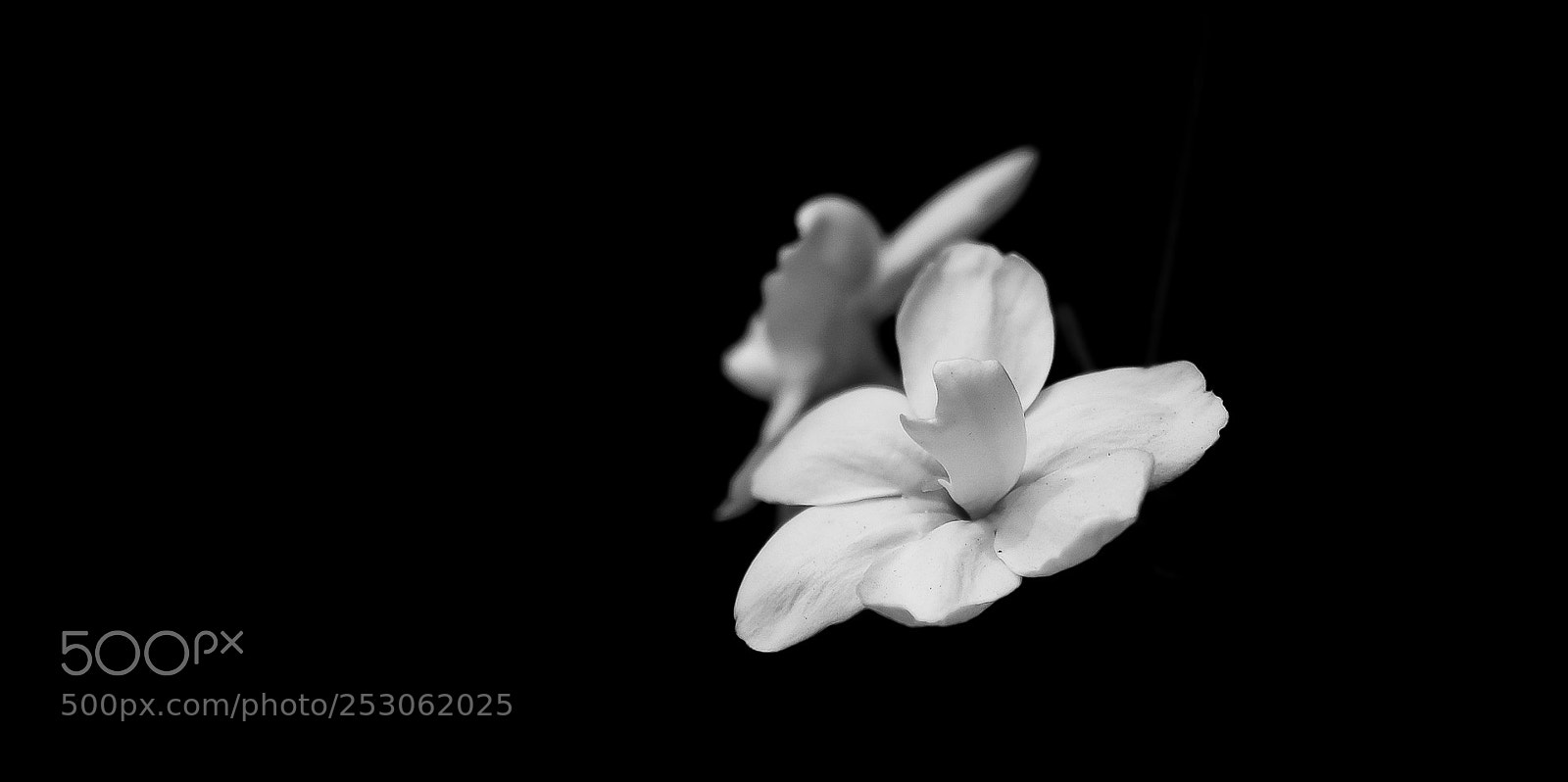 Canon EOS 80D sample photo. 黑与白（black and white） photography