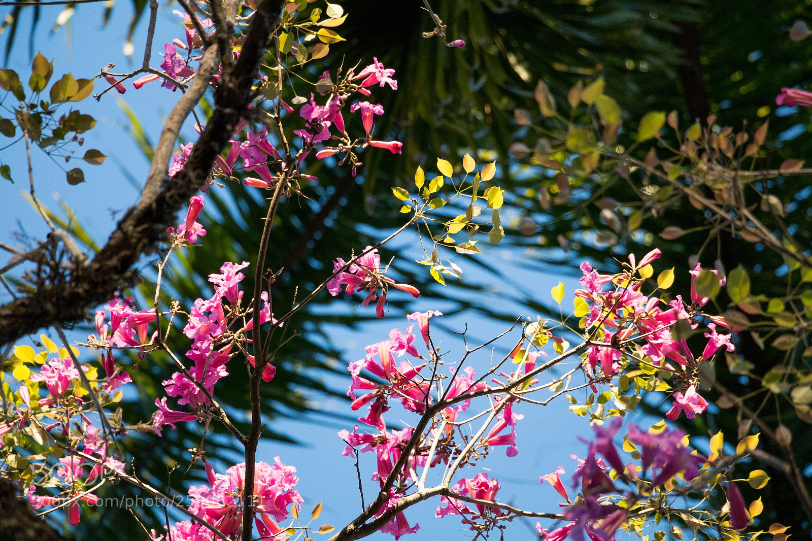 Canon EOS 70D sample photo. Tree  photography