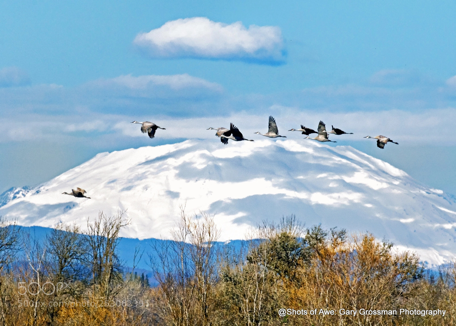 Canon EOS 7D Mark II sample photo. Cranes over st. helens photography