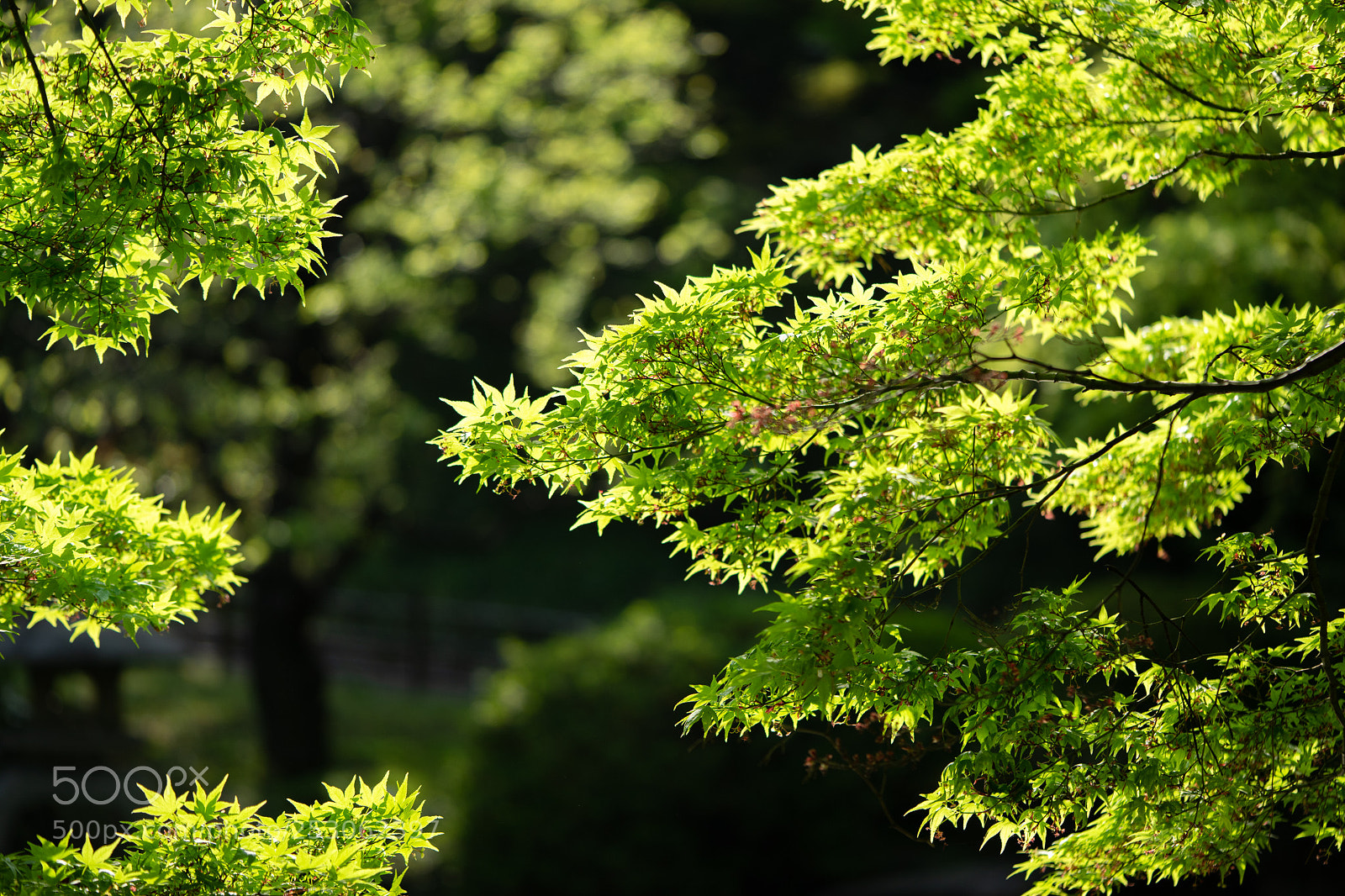 Sony a7 II sample photo. New green leaves photography