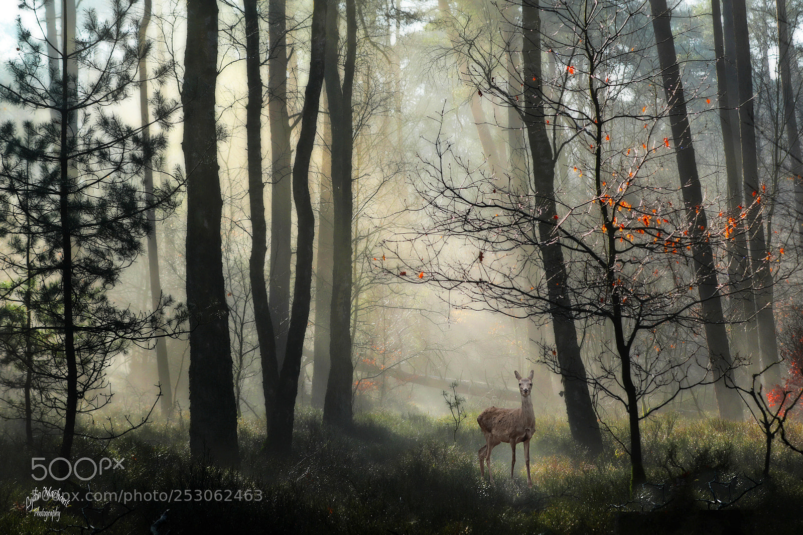 Canon EOS 7D Mark II sample photo. Beauty of the forest photography