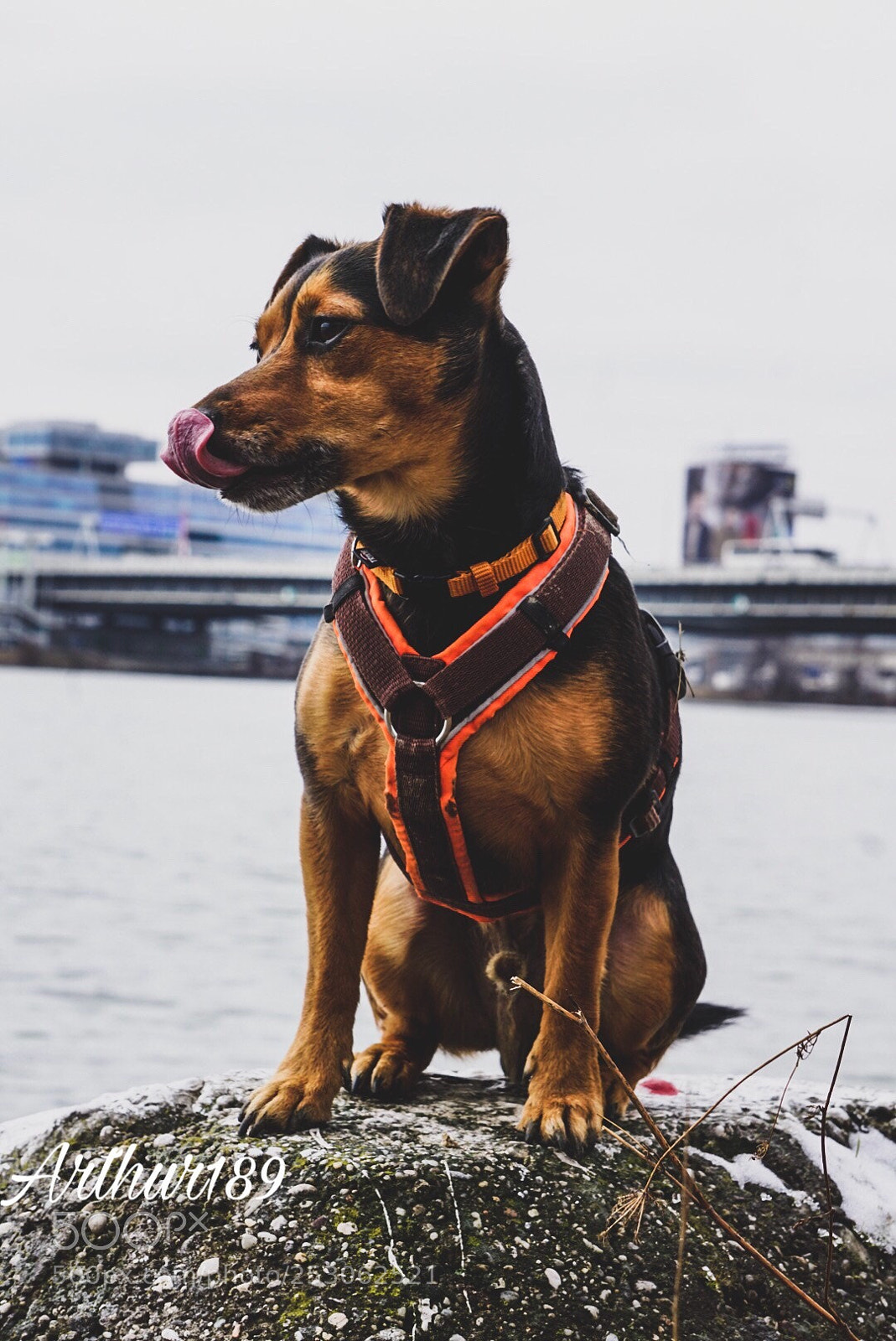 Sony a6000 sample photo. Dog-portrait  photography