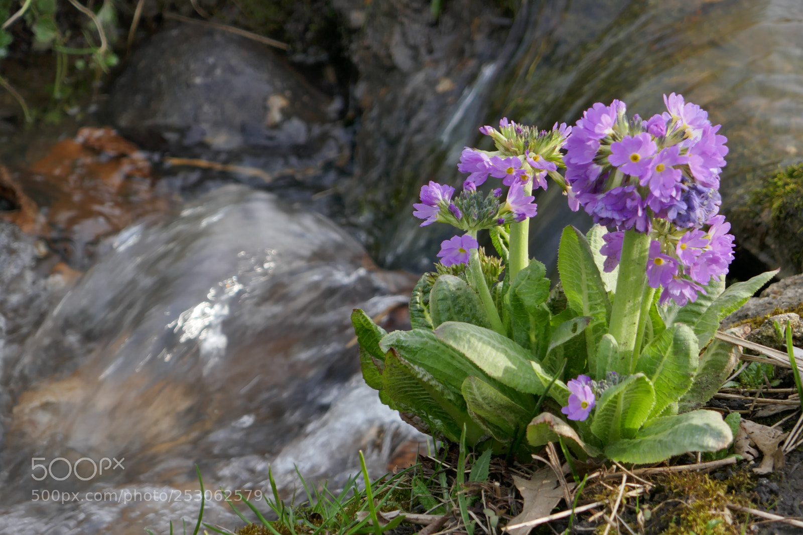 Panasonic Lumix DMC-ZS100 (Lumix DMC-TZ100) sample photo. By the stream photography