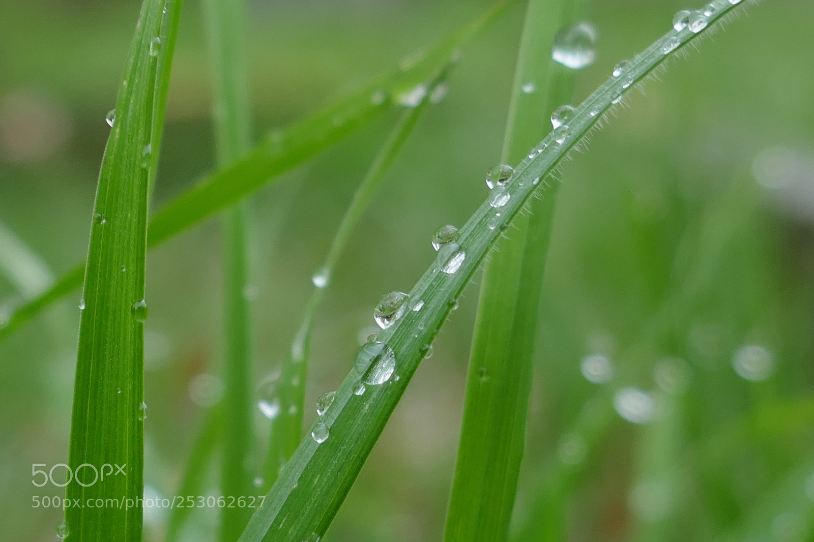 Panasonic Lumix DMC-ZS100 (Lumix DMC-TZ100) sample photo. Morning dew photography