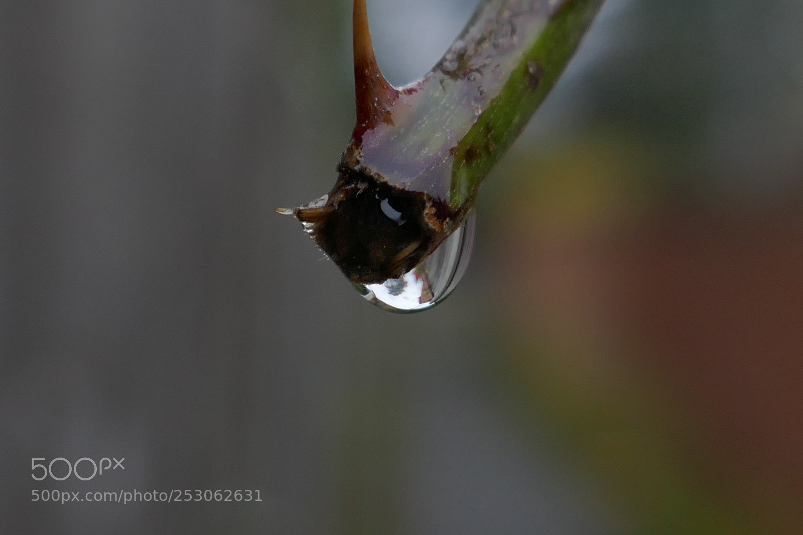 Panasonic Lumix DMC-ZS100 (Lumix DMC-TZ100) sample photo. Water droplet photography