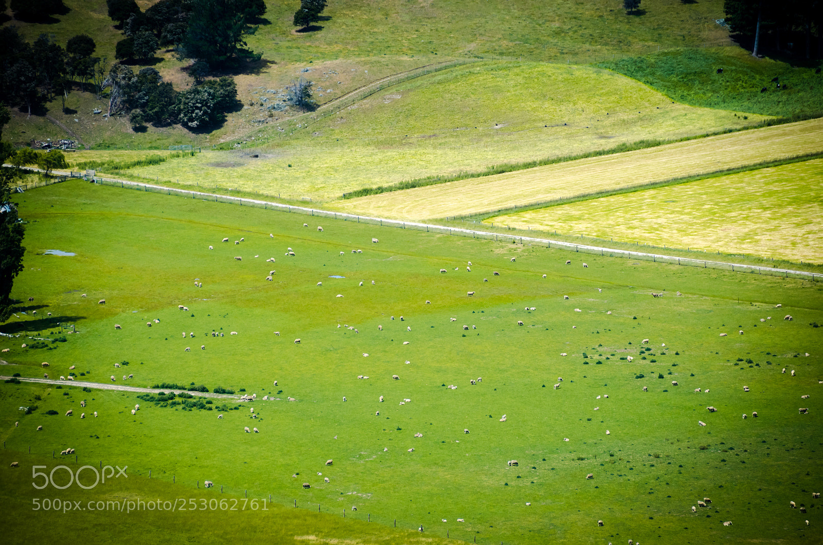 Nikon D7000 sample photo. Sesame sheep photography
