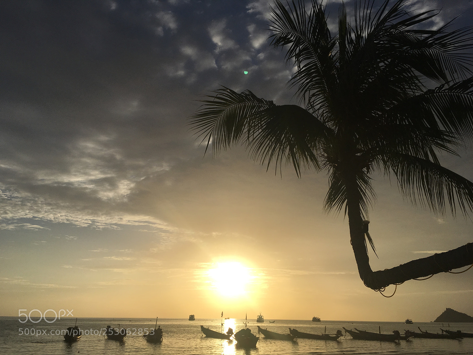 Apple iPhone SE sample photo. Palm tree  photography