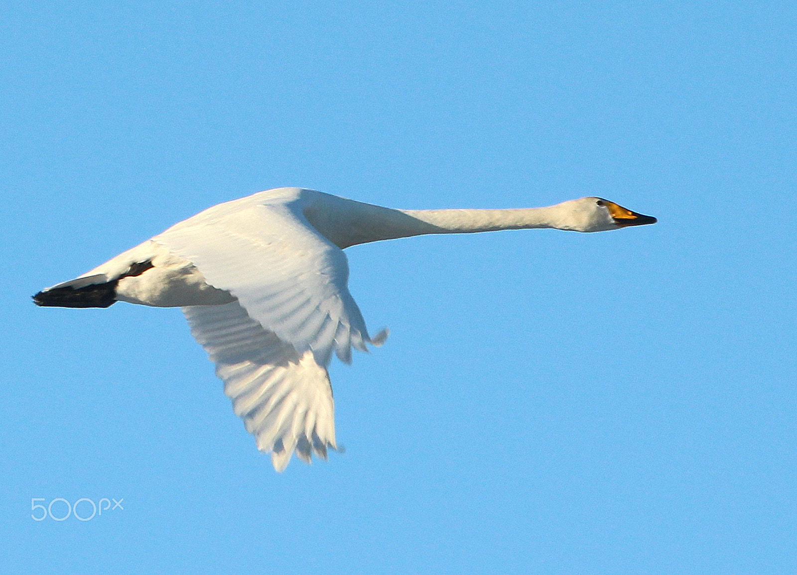 Canon EOS 700D (EOS Rebel T5i / EOS Kiss X7i) sample photo. The horizontal flight... photography