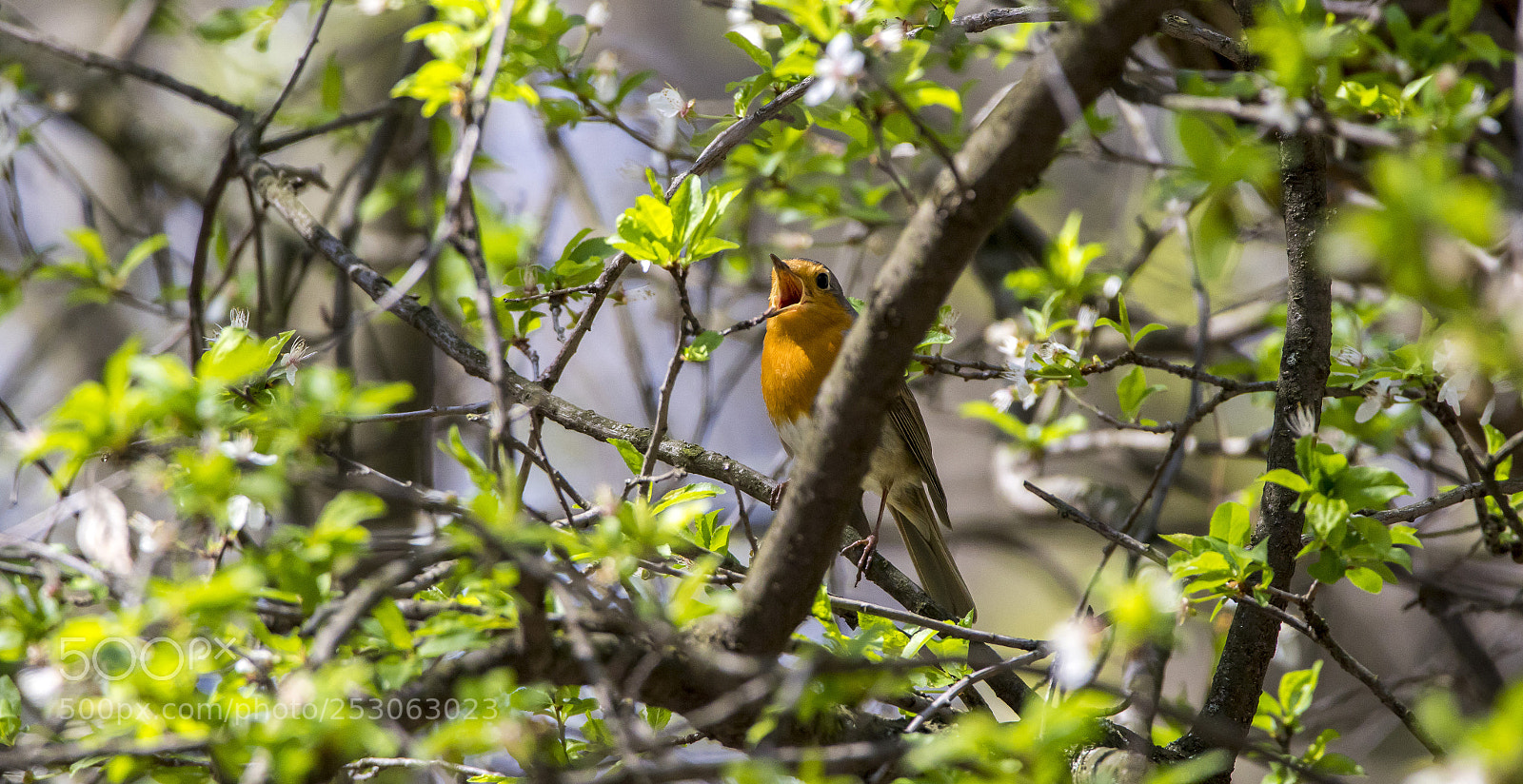 Canon EOS 7D Mark II sample photo. Robin photography