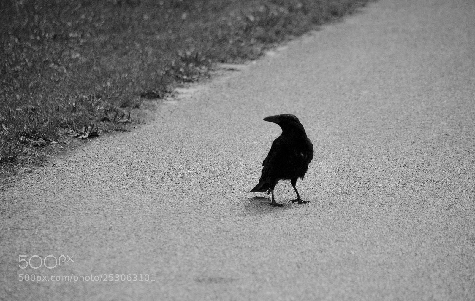 Nikon D7000 sample photo. Crow photography