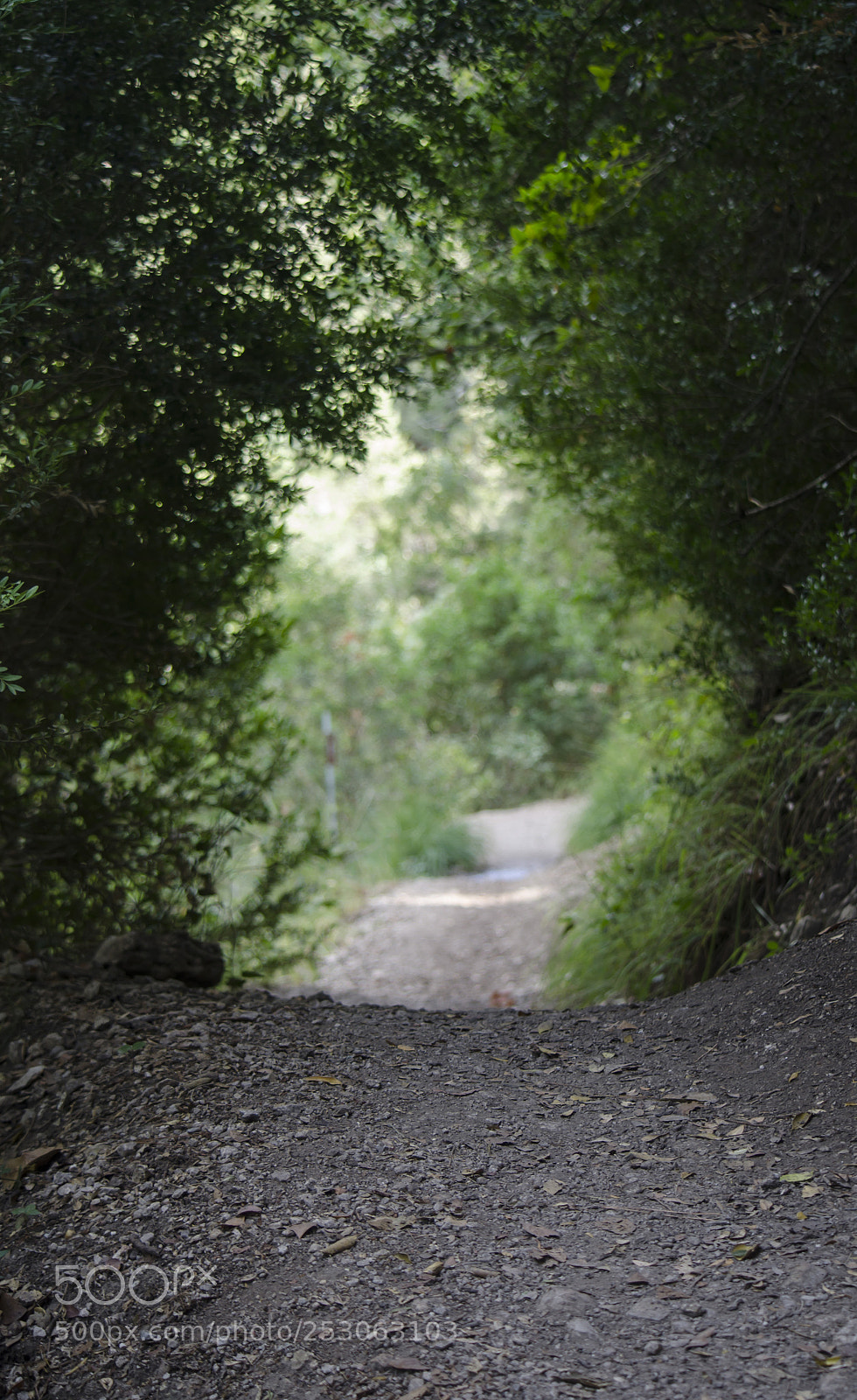 Nikon D7000 sample photo. Nature path photography
