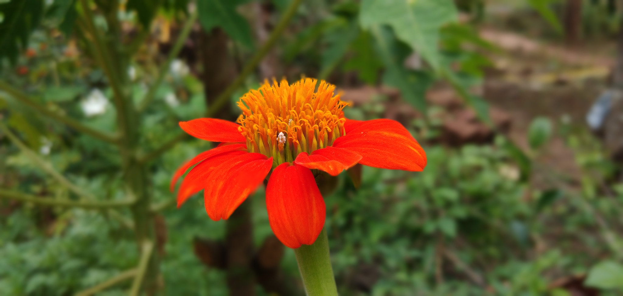 vivo V9 6GB sample photo. Flower photography