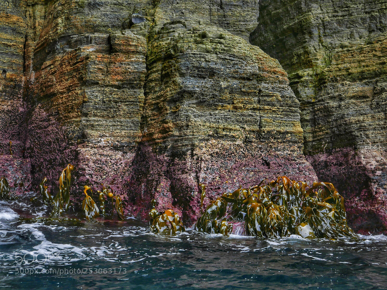 Panasonic Lumix DMC-LX100 sample photo. Kelp photography
